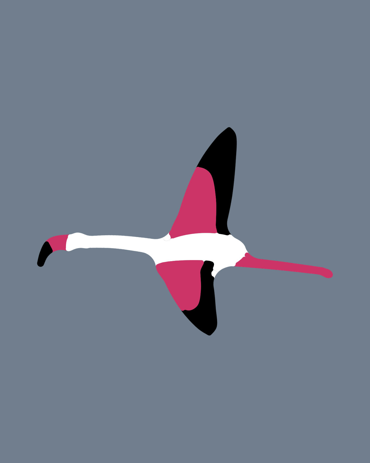 Greater Flamingo