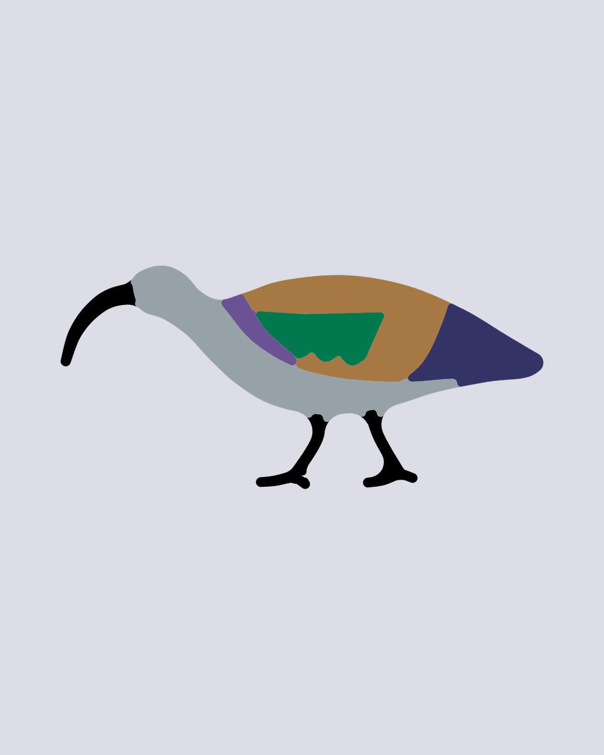 Hadeda Ibis
