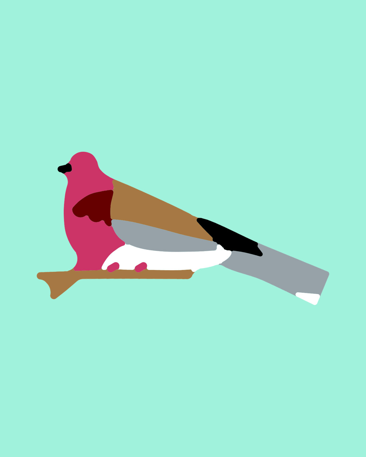 Laughing Dove