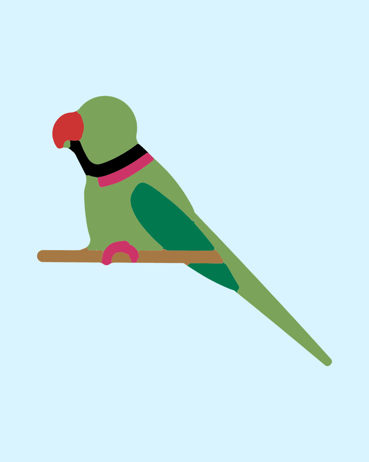 Rose-ringed Parakeet